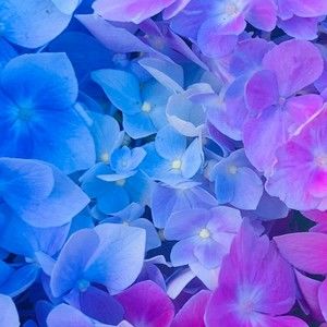 Meet your Posher, Ellen